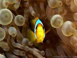 This clownfish was coming out to greet me as I ventured t... by Zaid Fadul 